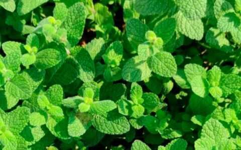 MUÑA | Misha Rastrera